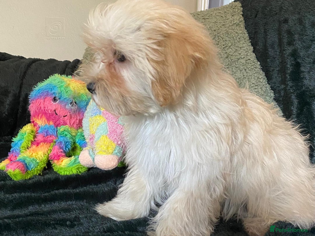 Maltipoo dogs for sale: maltipoo puppies for sale  - Image 28