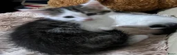 Mixed Breed cats for sale: 6 Lovely Kittens for sale  - Advert 23