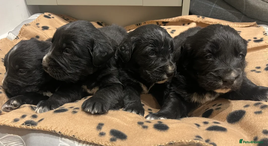 Golden Retriever dogs for sale: Beautiful Bernese Mountain Dog x Golden Retrievers - Advert 17