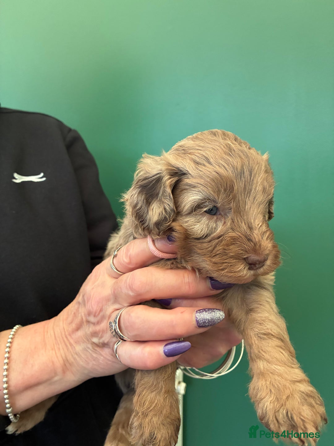 Cockapoo dogs for sale: Stunning Cockapoos looking for their new homes - Advert 7