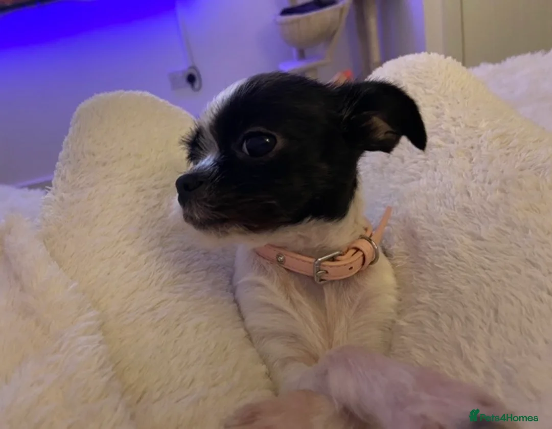 Chorkie dogs for sale: Chihuahua mix  - Advert 3