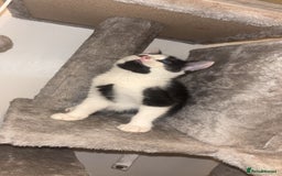 Maine Coon cats for sale: British Short Hair cross B&W Female Kittens❤️ - Image 2
