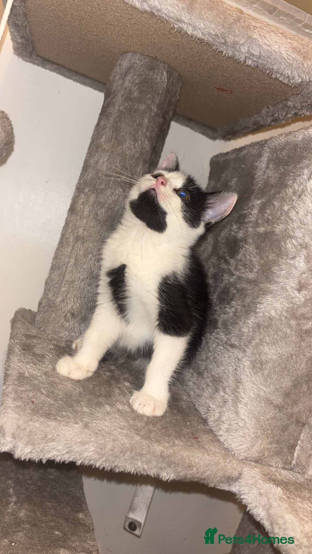 Maine Coon cats for sale: British Short Hair cross B&W Female Kittens❤️ - Image 2