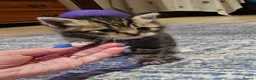 Mixed Breed cats for sale: Baby cats - Advert 5