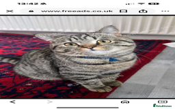 British Shorthair cats for sale: British Shorthair and mixed tabby - Image 2