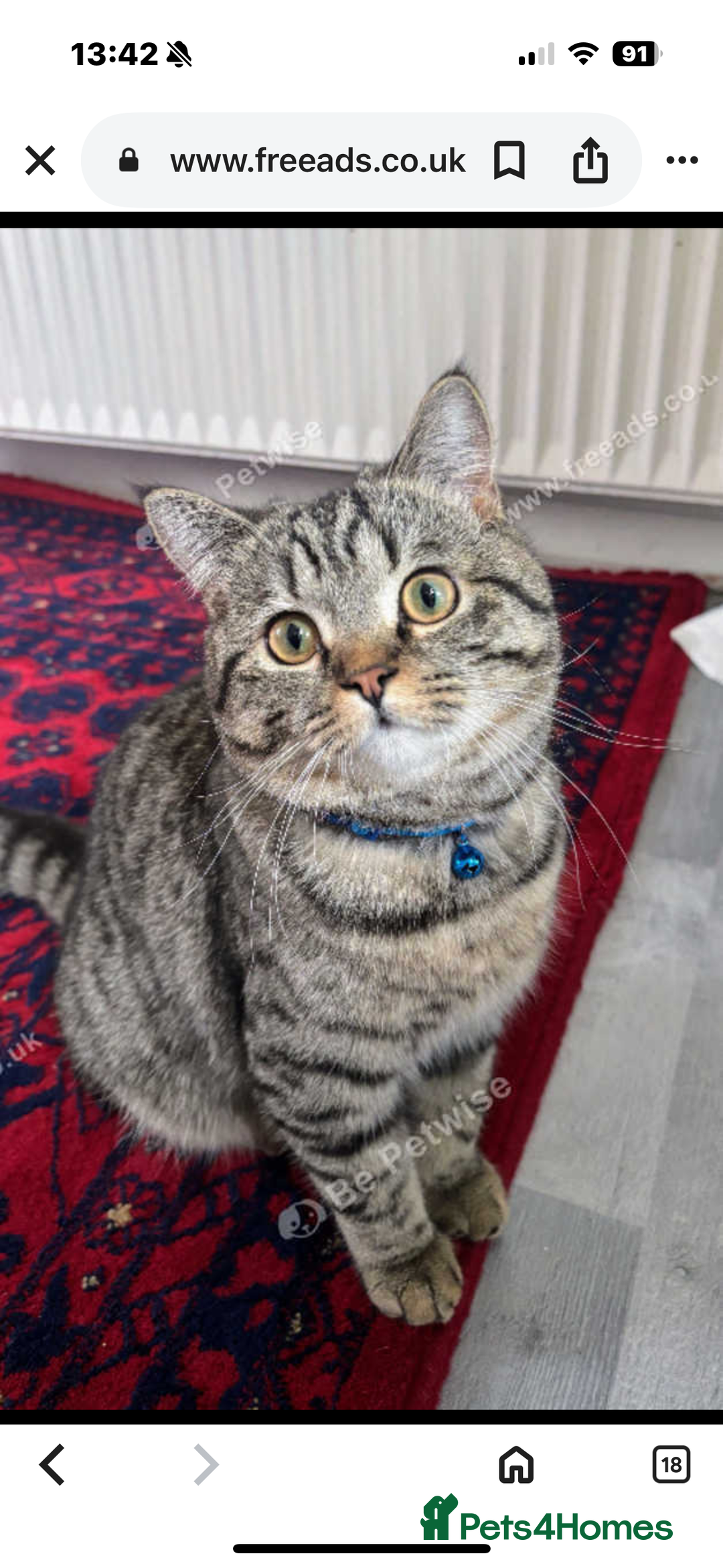 British Shorthair cats for sale: British Shorthair and mixed tabby - Image 2