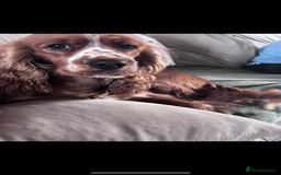 Cocker Spaniel dogs for sale: Beautiful show cocker spaniel  - Image 10
