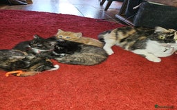 Mixed Breed cats for sale: Quarter persian fluffy kittens for sale - Image 2