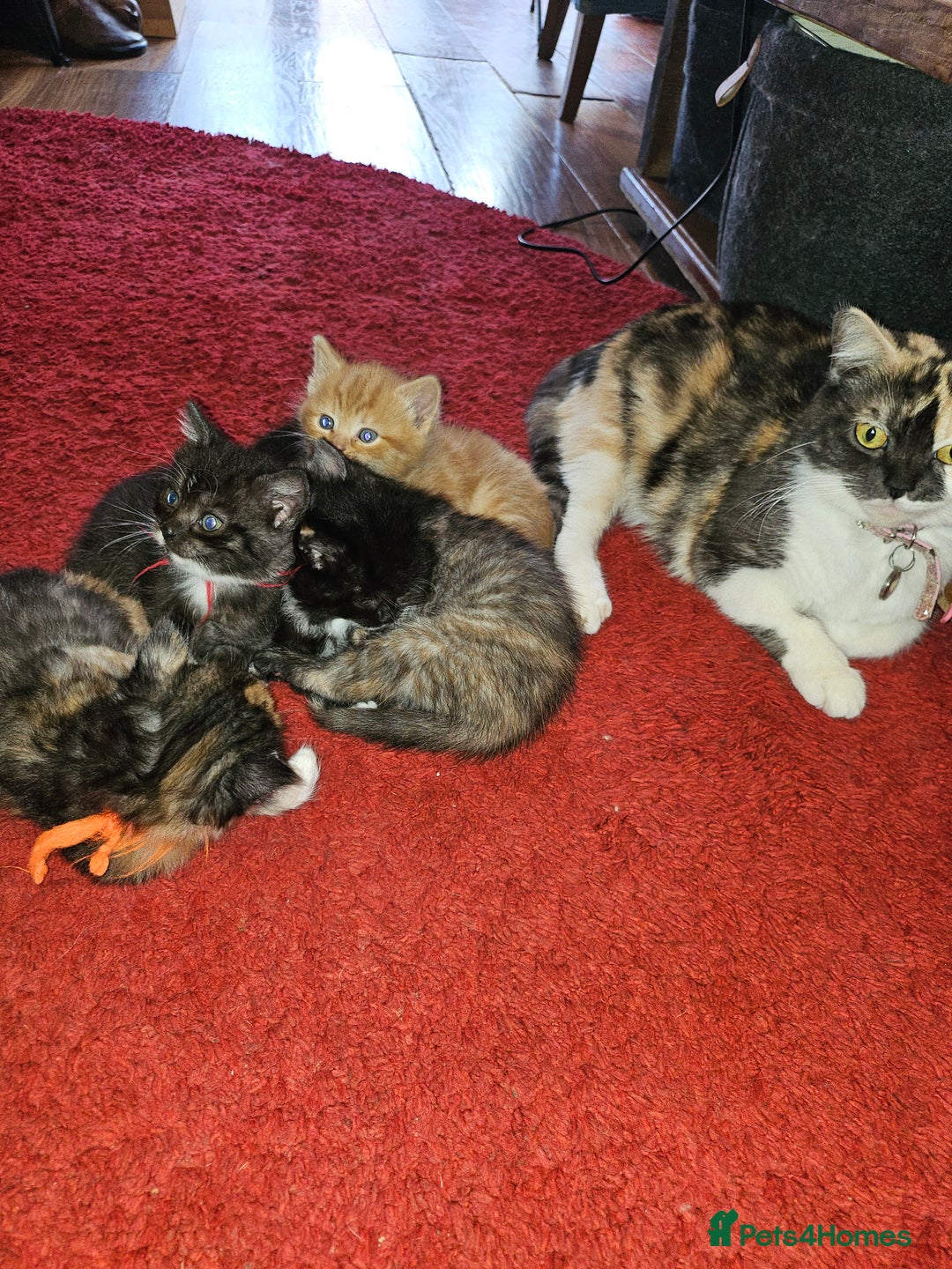 Mixed Breed cats for sale: Quarter persian fluffy kittens for sale - Image 2