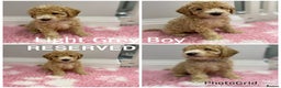 Labradoodle dogs for sale: Multi- Generation Toy/Mini parti Labradoodles   - Advert 38
