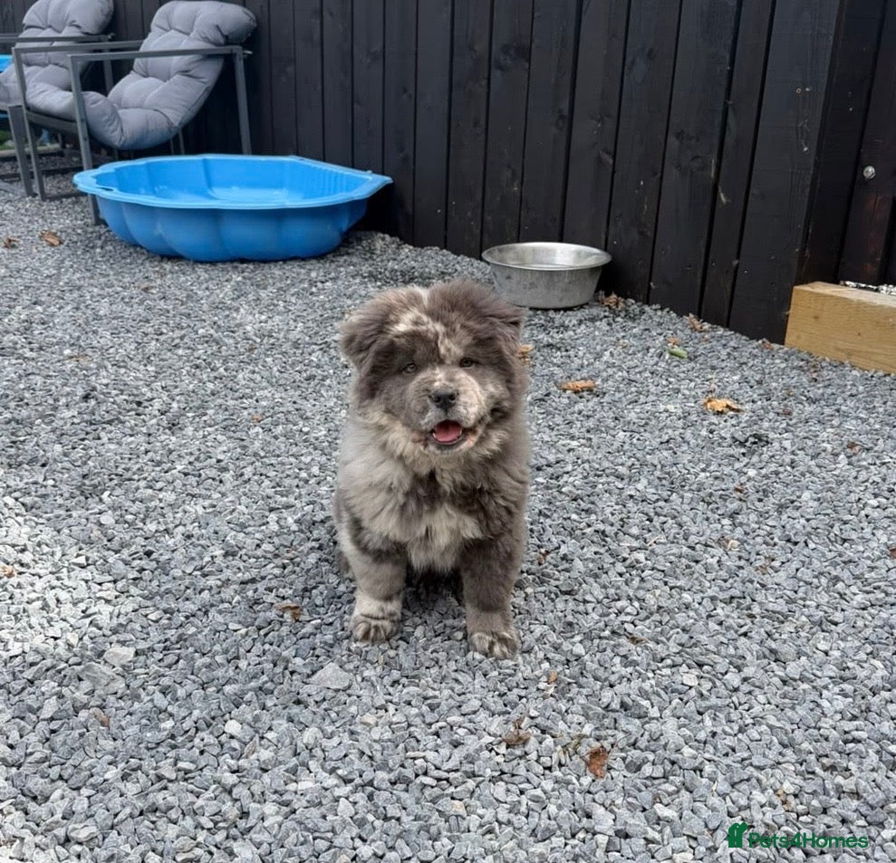 Chow Chow dogs Stunning Exotic colour chowski puppies for sale - Advert 2