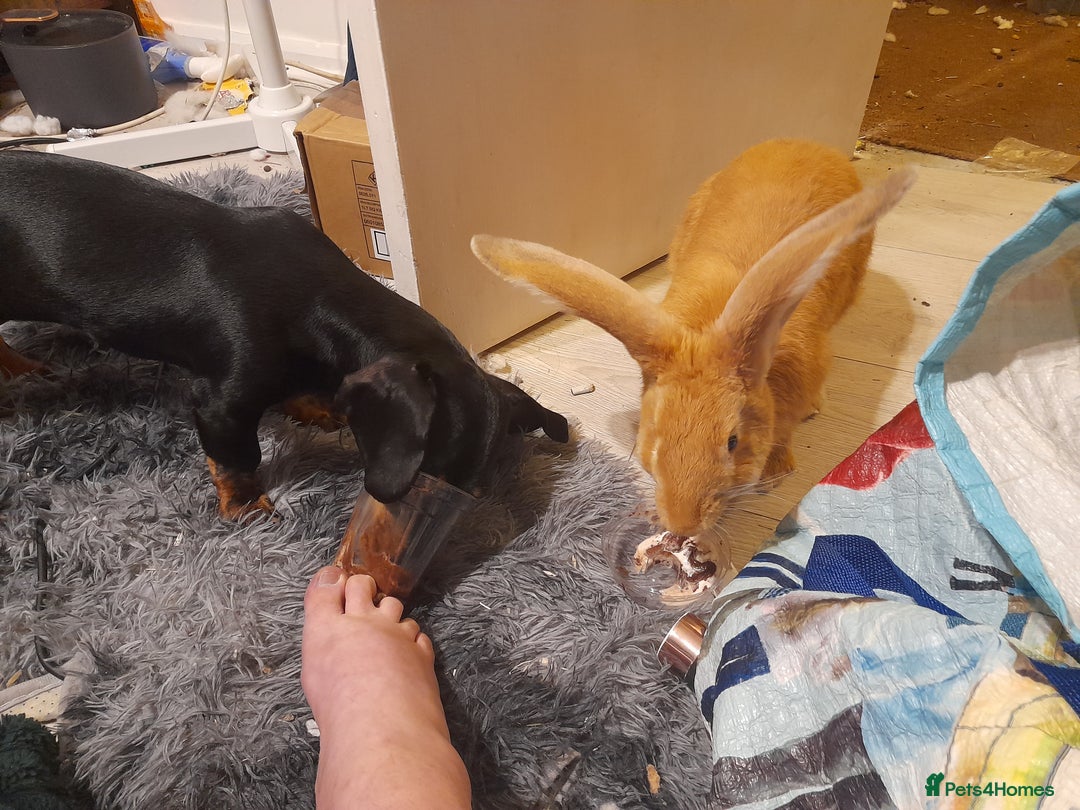 Continental Giant rabbits for sale: Continental rabbit  - Advert 3