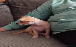 Chihuahua dogs for sale: Pup for sale - Image 4