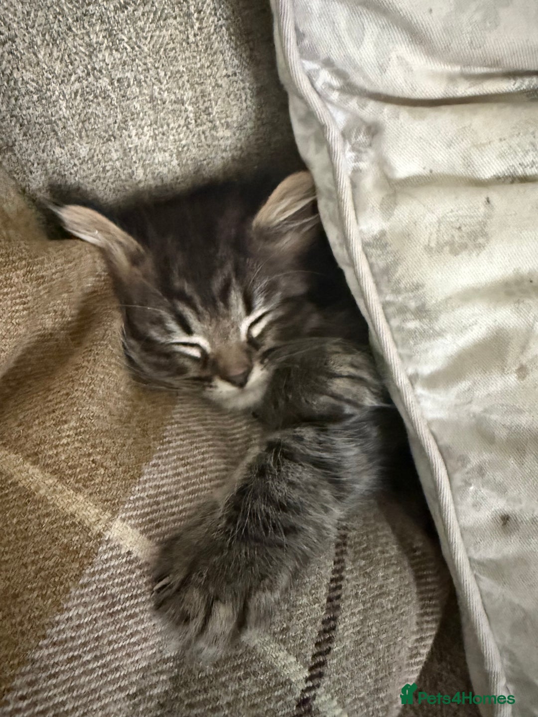 Persian cats for sale: Beautiful 1/2 Persian kittens (2girls 1 boy) - Image 22