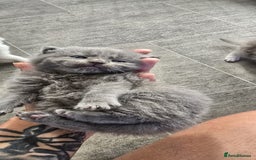 Scottish Fold cats for sale: For sale Scottish fold kitties  - Image 18