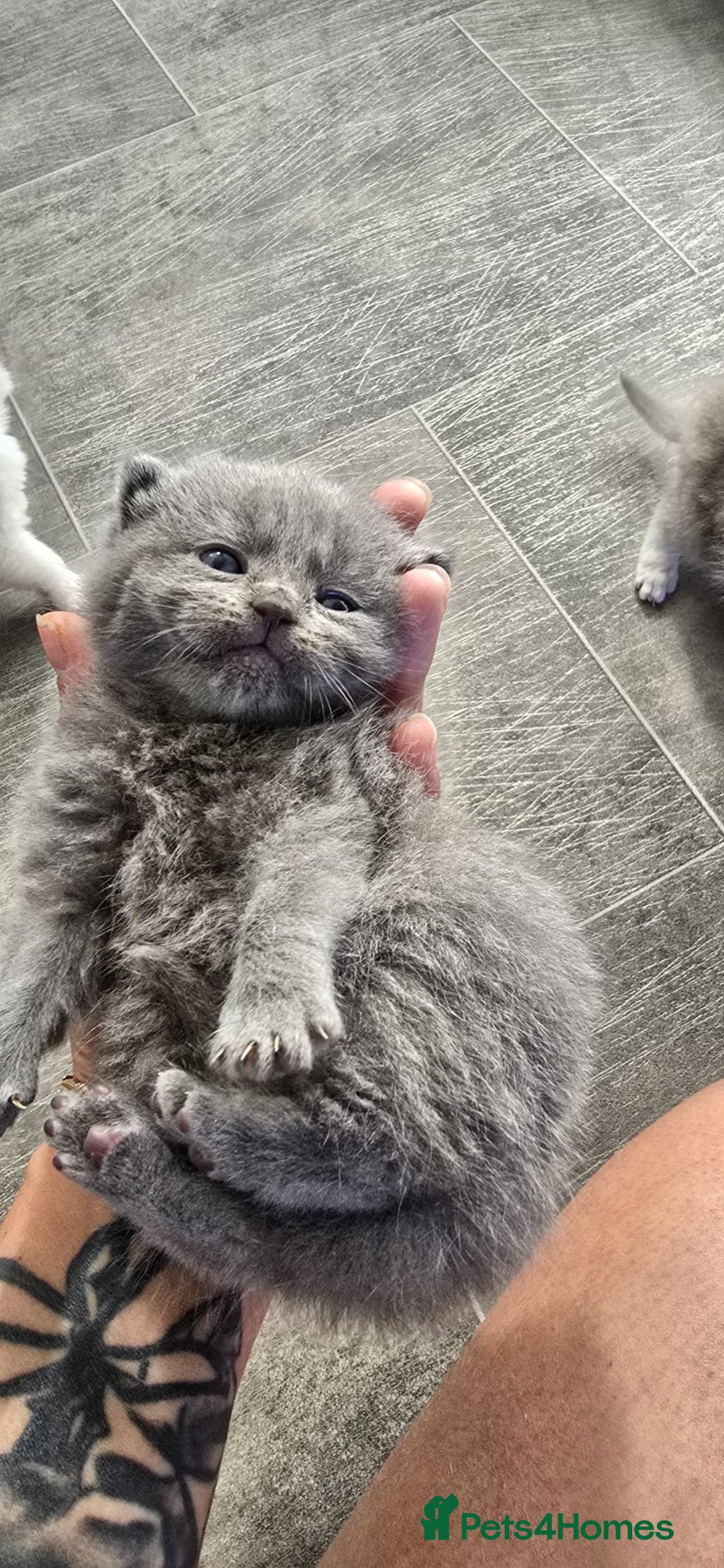 Scottish Fold cats for sale: For sale Scottish fold kitties  - Image 18