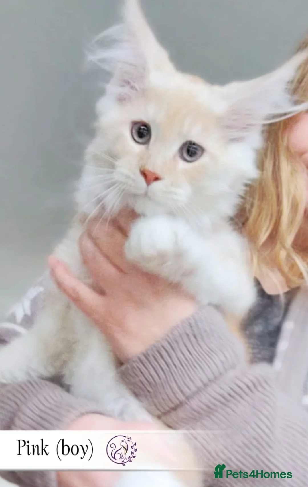 Maine Coon cats for sale: Maine Coon kittens TICA registered  - Advert 4