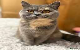 British Shorthair cats for sale: 2 year old female British shorthair  - Image 2