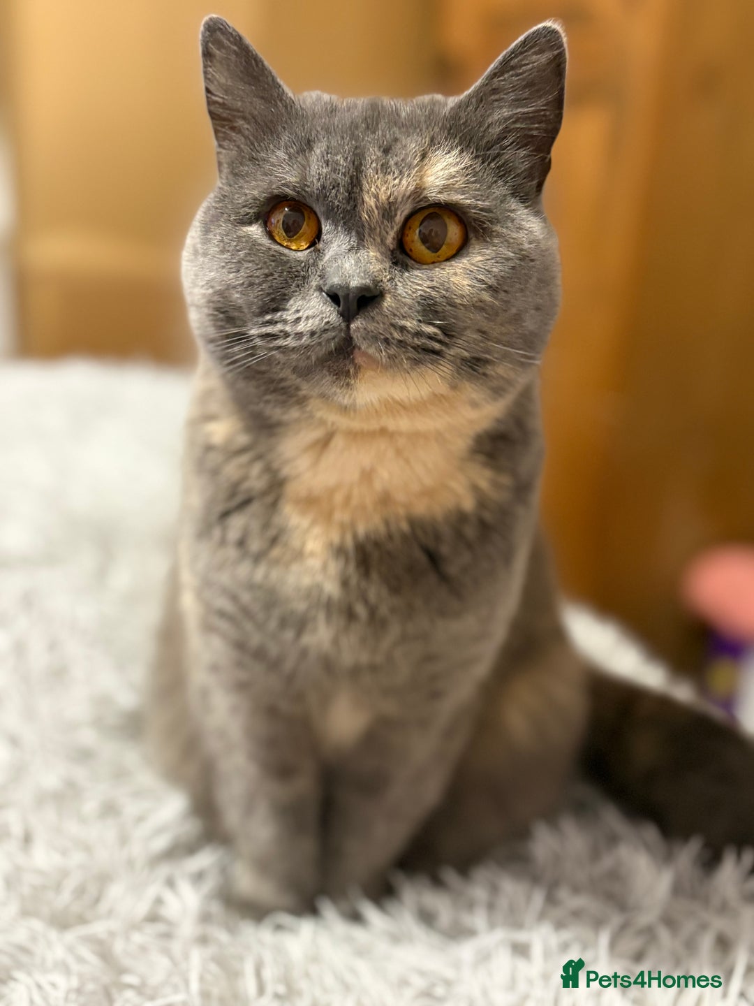 British Shorthair cats for sale: 2 year old female British shorthair  - Image 2