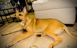 Mixed Breed dogs for sale: Belgian Shepherd (Malinois) for Sale - Image 3