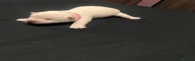 West Highland Terrier 2