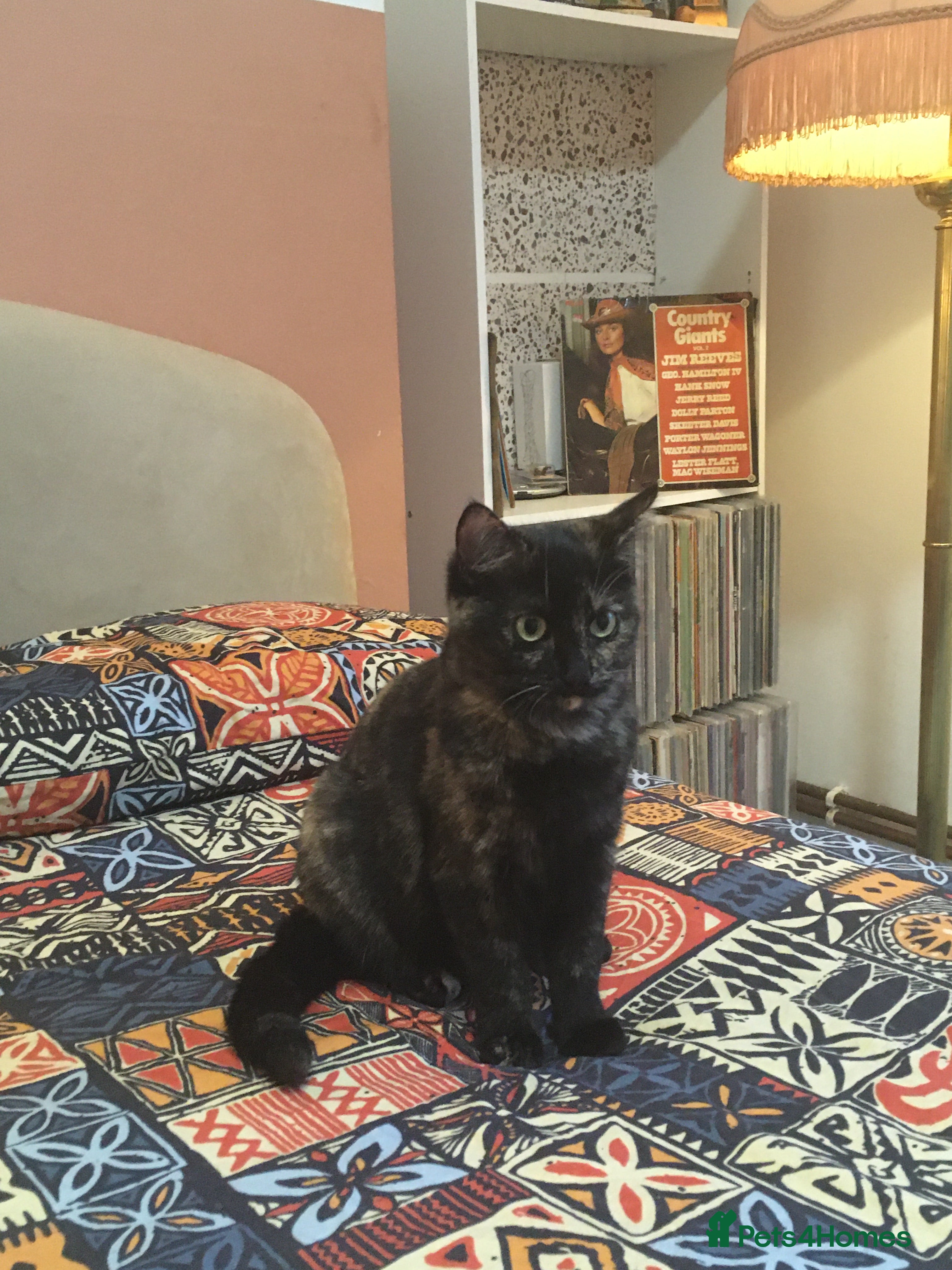 British Shorthair cats 3 beautiful kittens ready for a new home - Advert 9