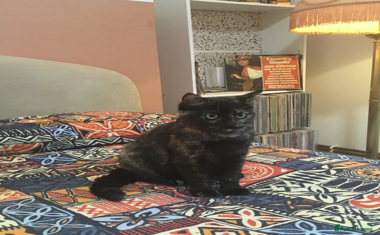 British Shorthair cats - Advert 1