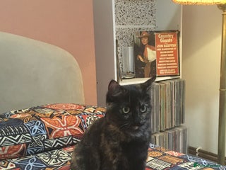 British Shorthair cats for sale - Advert 1