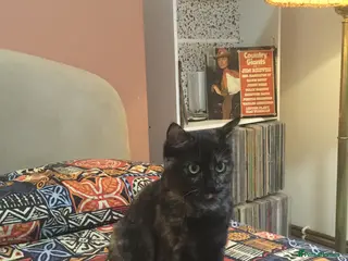 British Shorthair cats 3 beautiful kittens ready for a new home - Advert 3