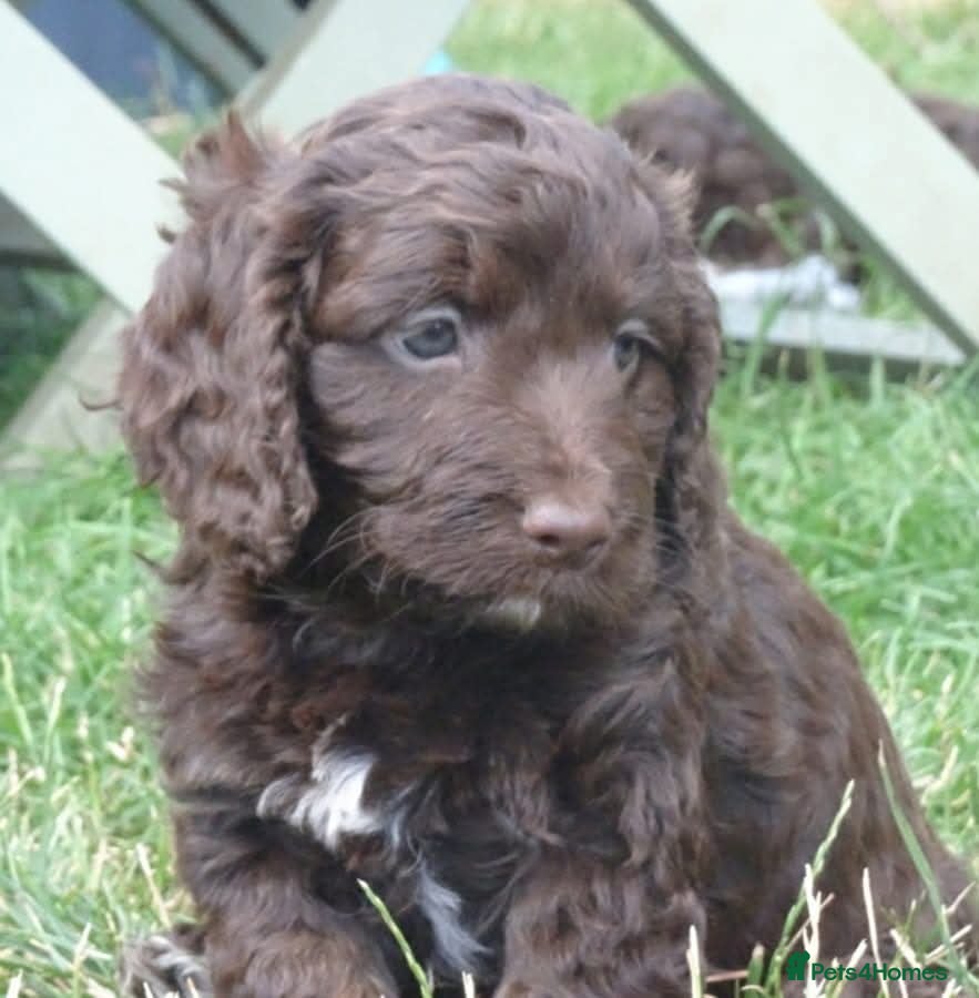 Cocker Spaniel dogs Beautiful show cockapoo litter due 1st march  - Advert 5