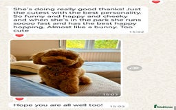 Maltipoo dogs for sale: DNA health tested maltipoo puppies  - Image 8