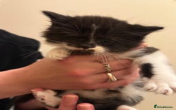 Mixed Breed cats for sale: 4 lovely kittens for sale - Image 5