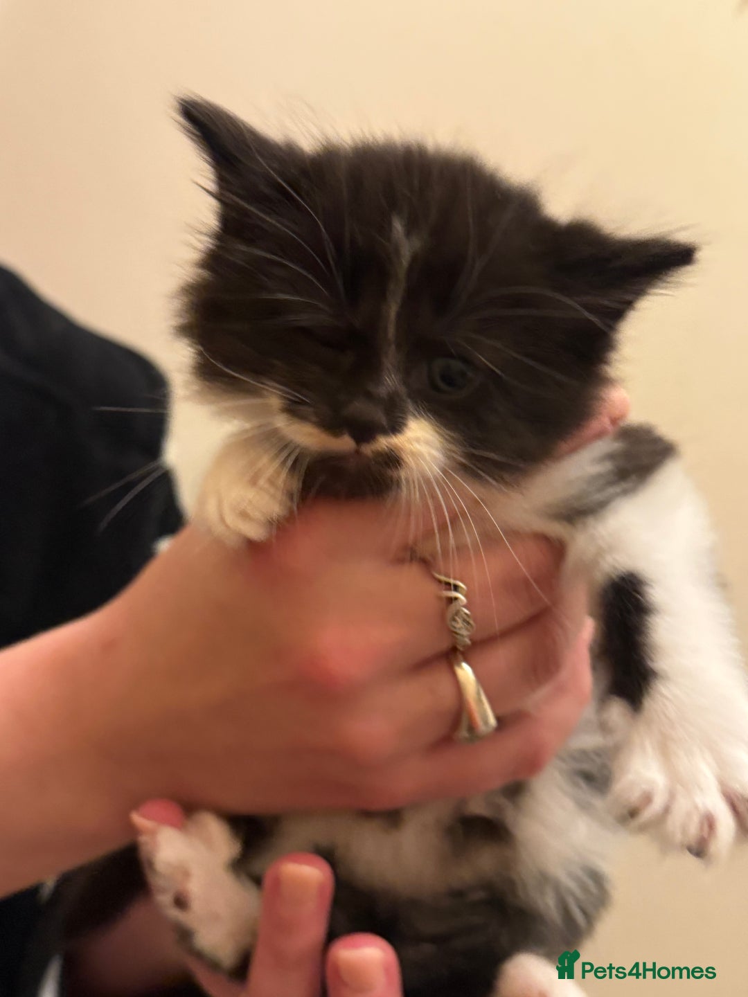 Mixed Breed cats for sale: 4 lovely kittens for sale - Image 5