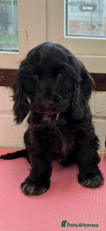 Cocker Spaniel dogs - Advert 12