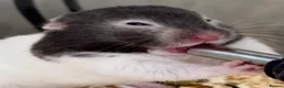 Hamster rodents for sale: Syrian hamster 10 weeks Female- for sale :) - Advert 5
