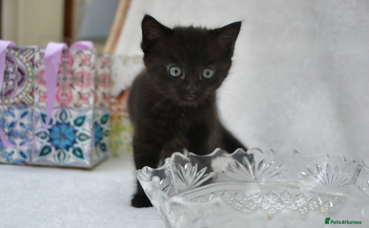 Mixed Breed cats - Advert 4