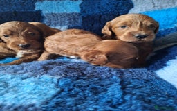 Cockapoo dogs for sale: Cockerpoo Puppies – Standard Size Red Boys Only - Image 14