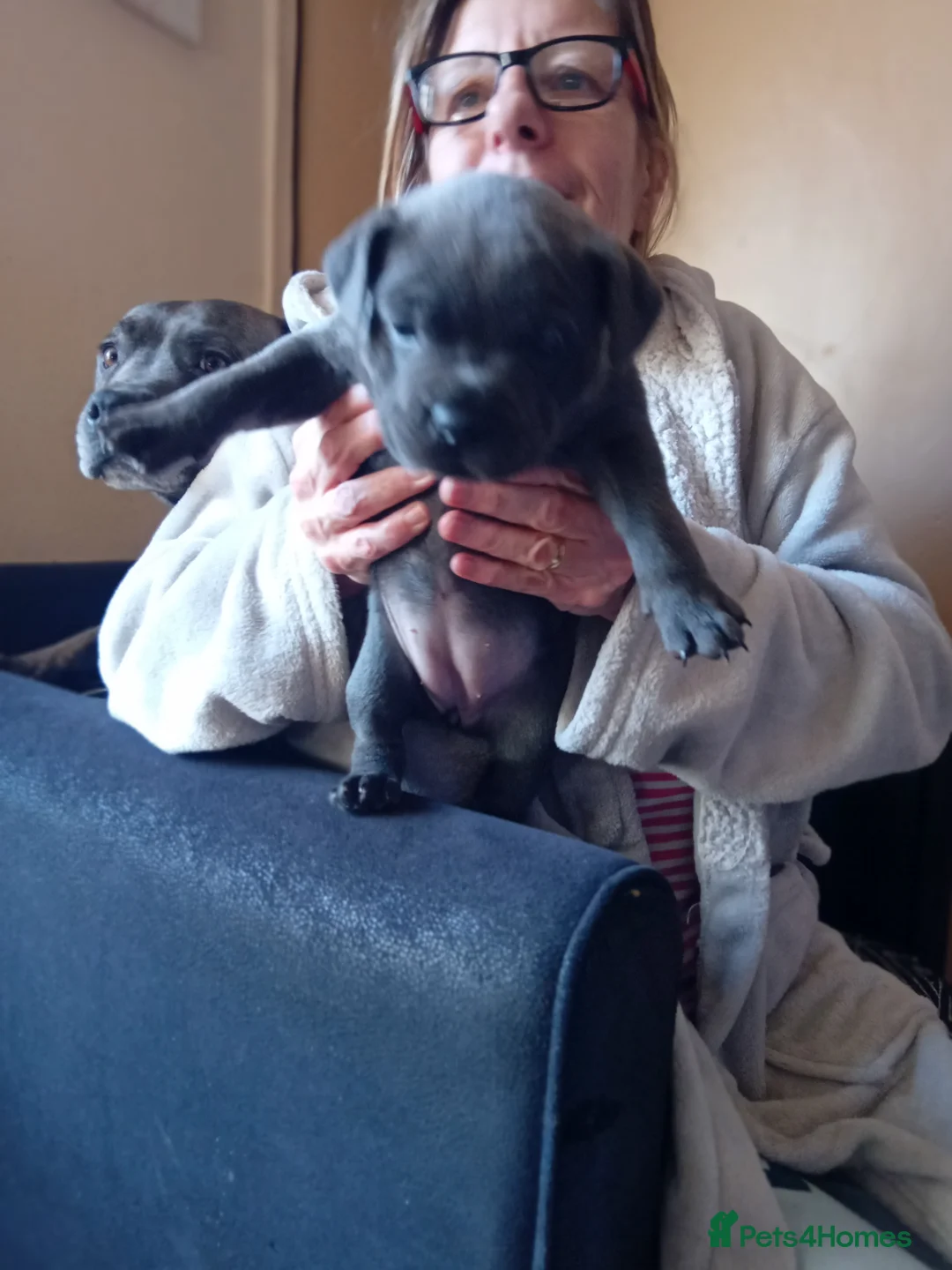 Staffordshire Bull Terrier dogs for sale: KC reg blue Staffordshire bull terrior  - Advert 11