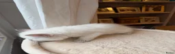 Ragdoll cats for sale: ✨Ragdoll Kittens for Sale - Advert 10