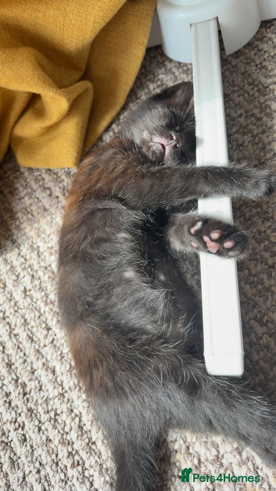 Domestic Shorthair cats for sale: 2 kittens just over 8 weeks old in Sheffield - Advert 2