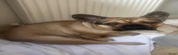 French Bulldog dogs for sale: Colin  - Advert 4