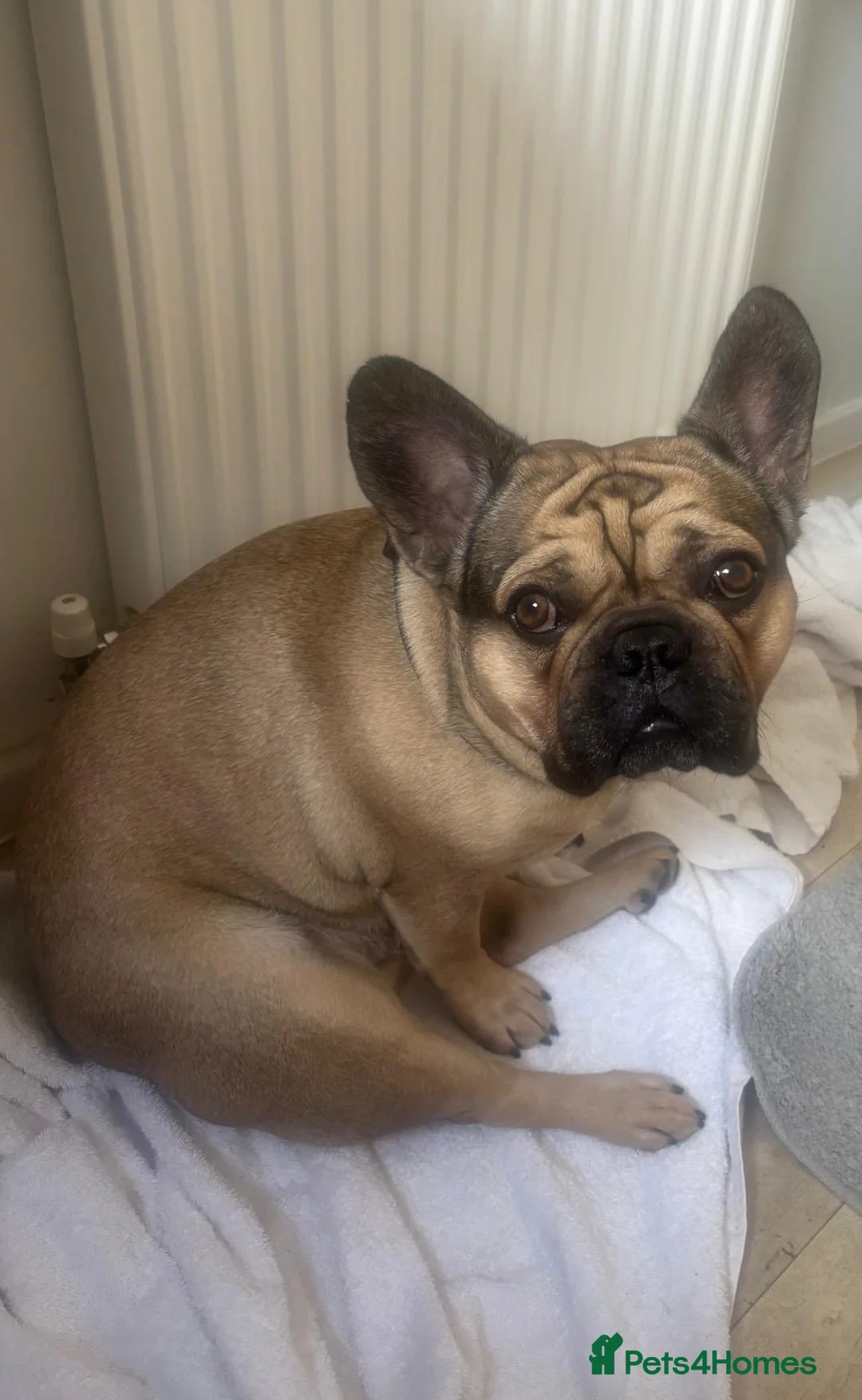 French Bulldog dogs for sale: Colin  - Advert 4
