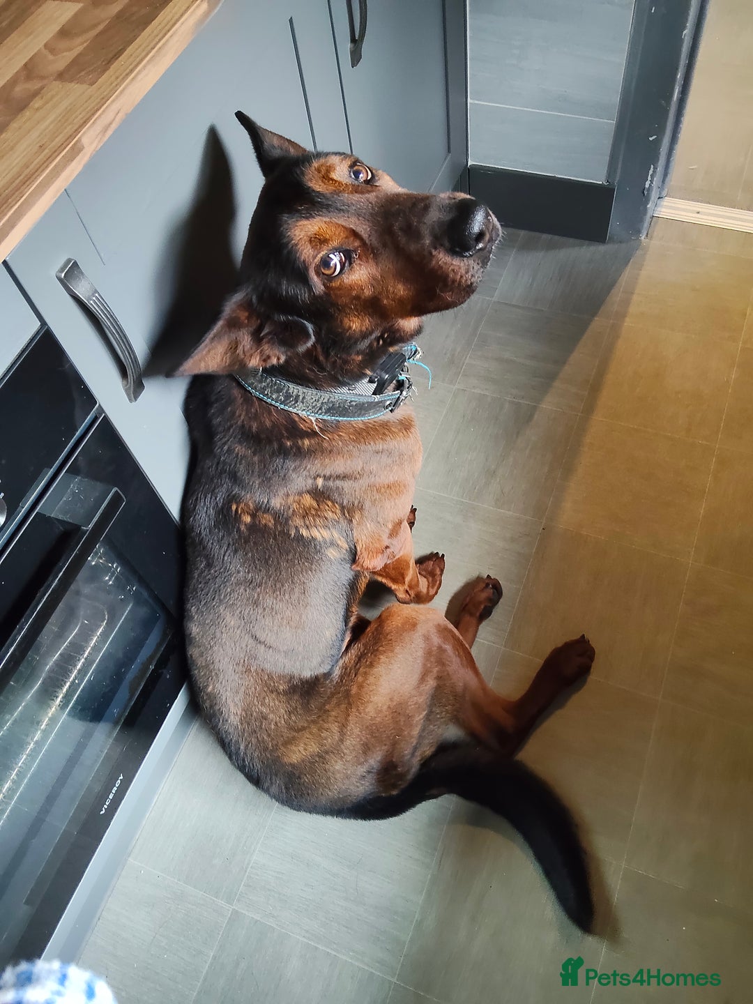 Chinese Red Dog dogs for sale: Looking for a new home. - Advert 9