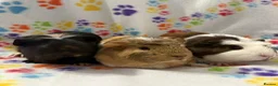 Guinea Pig rodents for sale: 8 week old ready to leave gorgeous guinea pigs   - Advert 1