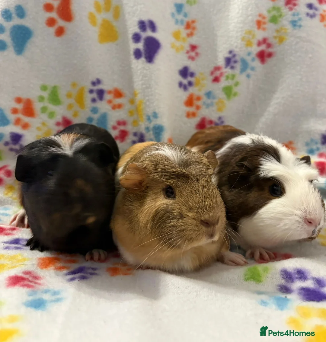 Guinea Pig rodents for sale: 8 week old ready to leave gorgeous guinea pigs   - Advert 1