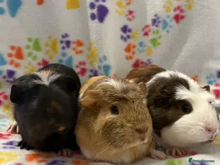 Guinea Pig rodents 8 week old ready to leave gorgeous guinea pigs - Advert 8