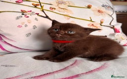 British Shorthair cats for sale: Beautiful British Shorthair Kittens 💝 - Image 14