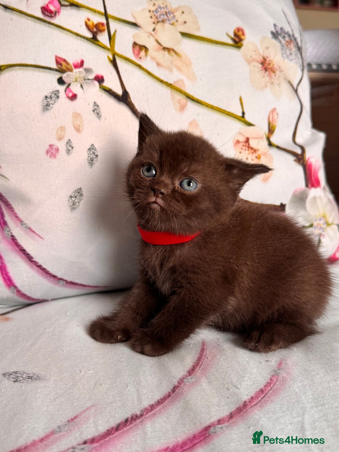 British Shorthair cats for sale: Beautiful British Shorthair Kittens 💝 - Image 14