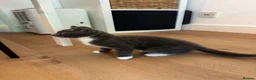 Mixed Breed cats for sale: Rare Gray/Grey Kitten - Advert 4