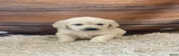 Golden Retriever dogs for sale: KC Reg Golden Retriever  - Advert 5